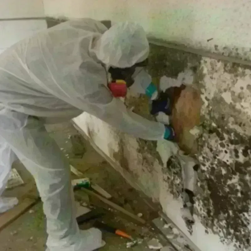 Mold Remediation and Removal in Jersey County, IL